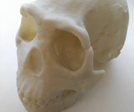 Cráneo escogido desde diferentes vistas: a) superior b) inferior c) perfil derecho y d) perfil izquierdo
