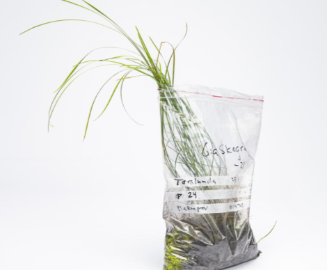 An archaeological site in a process of adaptive change in new circumstances, blurring boundaries between nature and culture