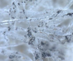 the long fibres show intact fibre walls with a regular gloss in areas with no graphite. The fibre cross-linking are intact and clearly visible (arrow); the graphite is located on and between the paper fibers