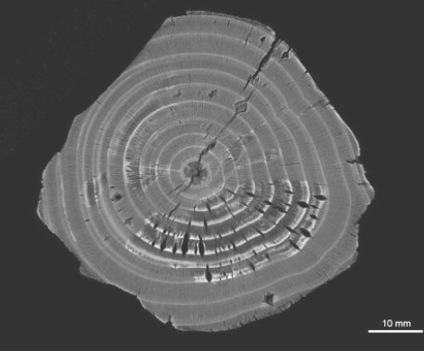 X-ray images of samples